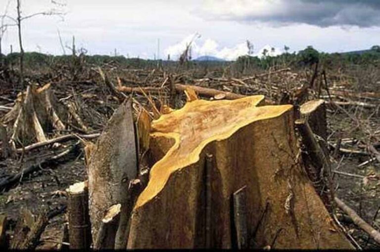 Diduga Praktik Jual Beli Lahan Kawasan Hutan Terjadi, 1266 Hektar HTR Tani Mandiri Berubah Fungsi Jadi Tanaman Kelapa Sawit