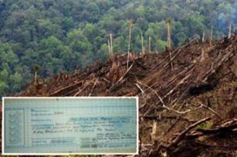 Ditemukan Bukti Kwitansi Ganti Rugi, Kawasan Hutan Diduga Berubah Fungsi Jadi Tanaman Sawit